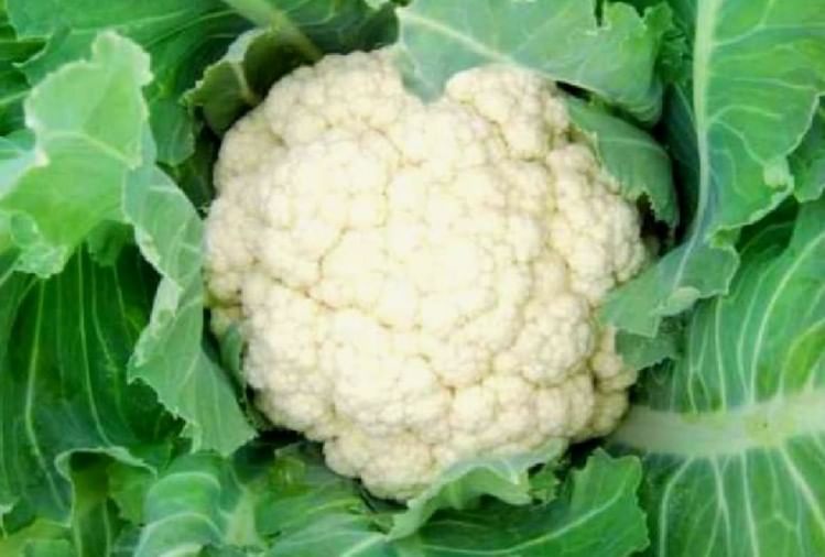 Meerut News,this Is The Best Time To Cultivate Cauliflower - फूल गोभी की खेती के लिए यह है उत्तम समय, जानें क्या है बुवाई का सही तरीका - Amar Ujala Hindi News