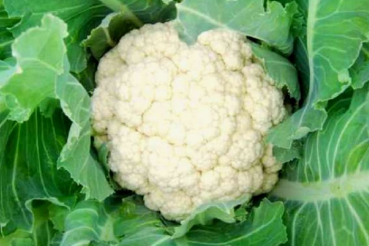Meerut News,this Is The Best Time To Cultivate Cauliflower - फूल गोभी की खेती के लिए यह है उत्तम समय, जानें क्या है बुवाई का सही तरीका - Amar Ujala Hindi News
