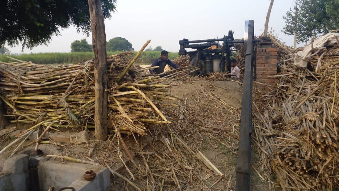 मांगरौली स्थित कोल्हू में गन्ना डालते हुए मांगरौली स्थित कोल्हू में गन्ना डालते हुए