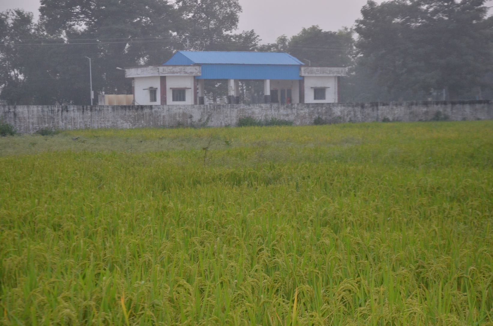 भिनगा में बस अड्डे की भूमि पर लहलहा रही फसल। भिनगा में बस अड्डे की भूमि पर लहलहा रही फसल।