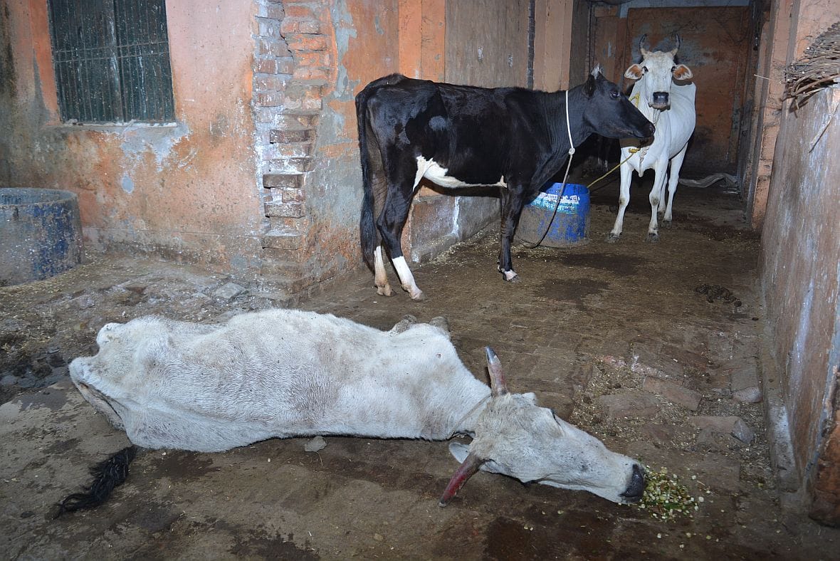 नगर निगम द्वारा संचालित आर्य नगर स्थित गौशाला में बीमार पडी गाय नगर निगम द्वारा संचालित आर्य नगर स्थित गौशाला में बीमार पडी गाय
