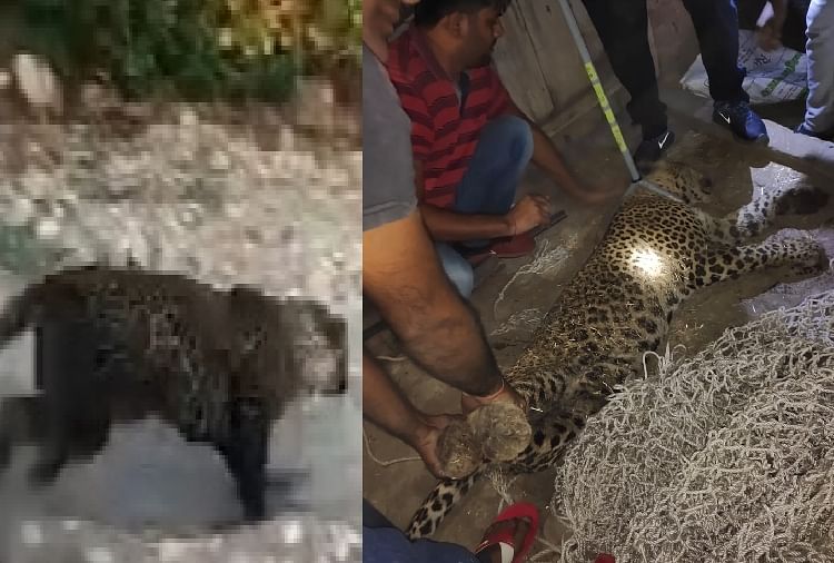 Leopard Rescued In Ambala City Of Haryana अ ब ल शहर म त द आ द खन स हड क प य वक न द ख ई स झब झ त व इल ड ल इफ ट म न ऐस पकड Amar Ujala Hindi News Live