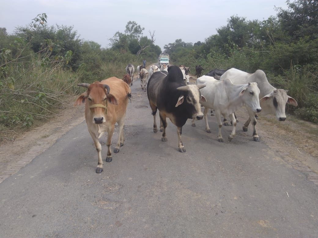 सड़क पर घूमते अन्ना मवेशी
