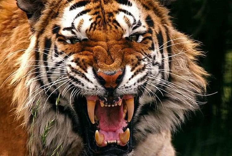 Bengal Tiger (symbolic photo)