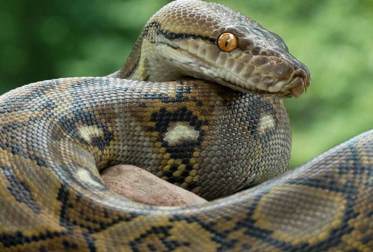 Woman Found Dead With Python Wrapped Around Her Neck In Indiana ...