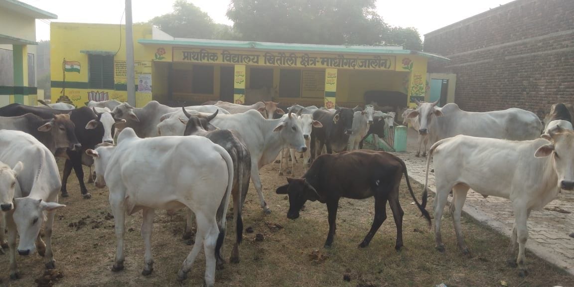 सरावन के खितौली प्राथमिक विद्यालय के अंदर किसान ने बंद किए अन्ना मवेशी सरावन के खितौली प्राथमिक विद्यालय के अंदर किसान ने बंद किए अन्ना मवेशी