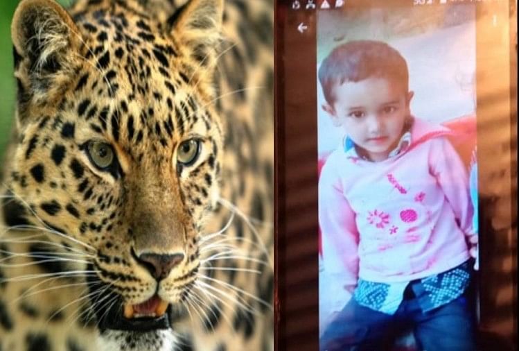 Leopard Killed Six Year Old Boy Child In Pithoragarh घर क प स ख ल रह छह स ल क बच च क न च न च कर ख गय त द आ झ ड य म म ल क षत व क षत शव