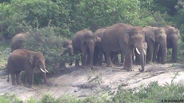 बभनी थाना क्षेत्र के डूमरहर गांव में पहुंचा जंगली हाथी का झुंड। बभनी थाना क्षेत्र के डूमरहर गांव में पहुंचा जंगली हाथी का झुंड।