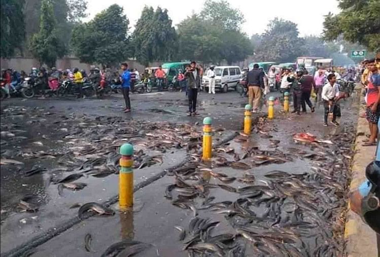 मछलियों की वजह से सड़क पर भीषण जाम लग गया