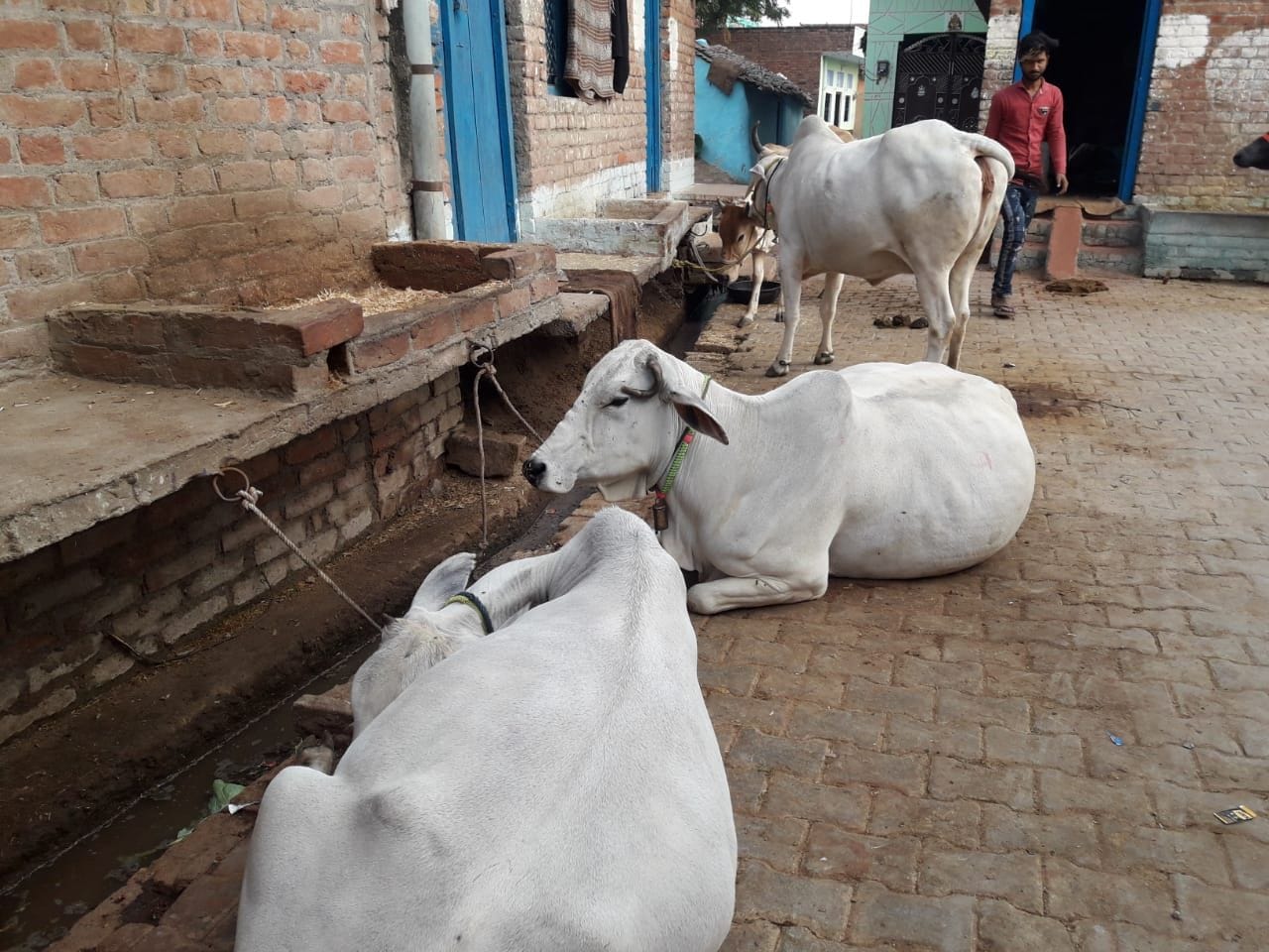 चतेला गांव में घर के बाहर बंधे मवेशी चतेला गांव में घर के बाहर बंधे मवेशी