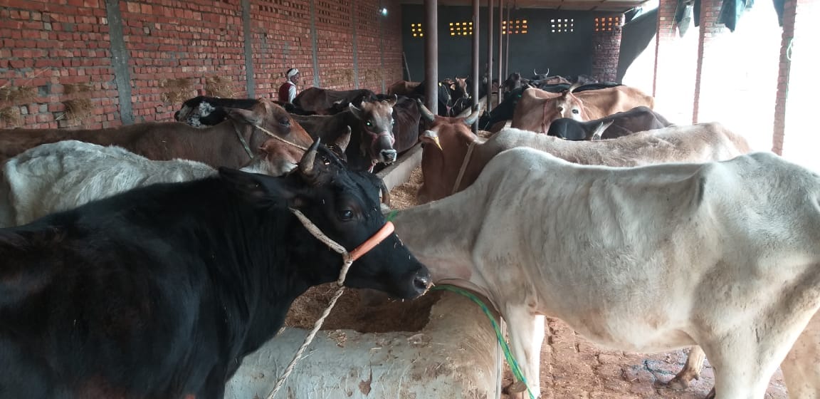 नानौता के टिकरौल की गौशाला में मौजूद गौवंश