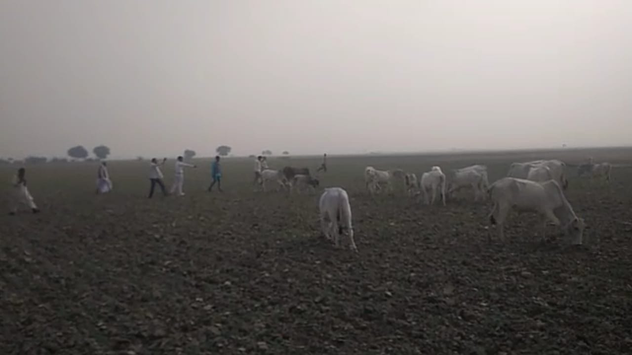 बड़ा गांव में खेतों में अन्ना मवेशी फसल चरते बड़ा गांव में खेतों में अन्ना मवेशी फसल चरते