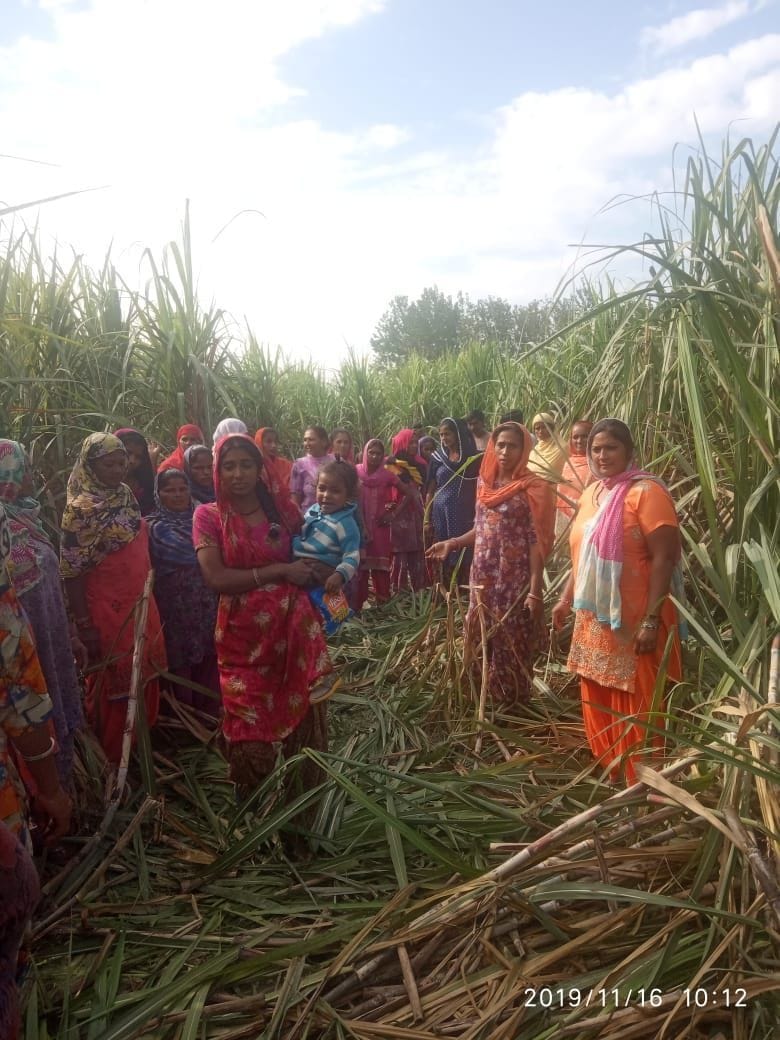 बाजपुर के गांव महौली जंगल में हाथियों ने चौपट की गन्ने की फसल को देखती महिलाएं। बाजपुर के गांव महौली जंगल में हाथियों ने चौपट की गन्ने की फसल को देखती महिलाएं।