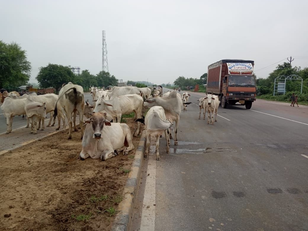 आटा हाईवे पर घूमते अन्ना मवेशी