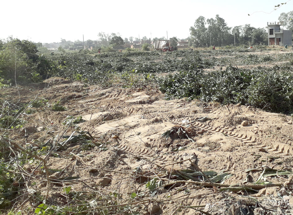 शकलापुरी मार्ग पर आम का बाग को भू-माफिया ने किया साफ