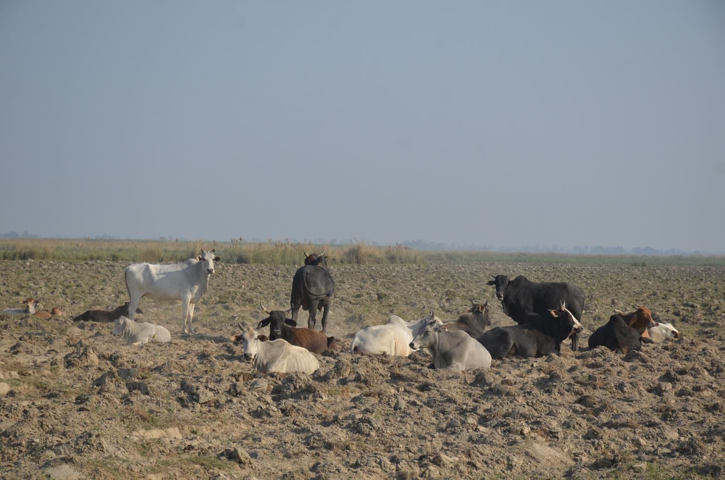 गंगा खादर में चारा नहीं मिलने से भूखी बैठी गाय व गोवंश। गंगा खादर में चारा नहीं मिलने से भूखी बैठी गाय व गोवंश।