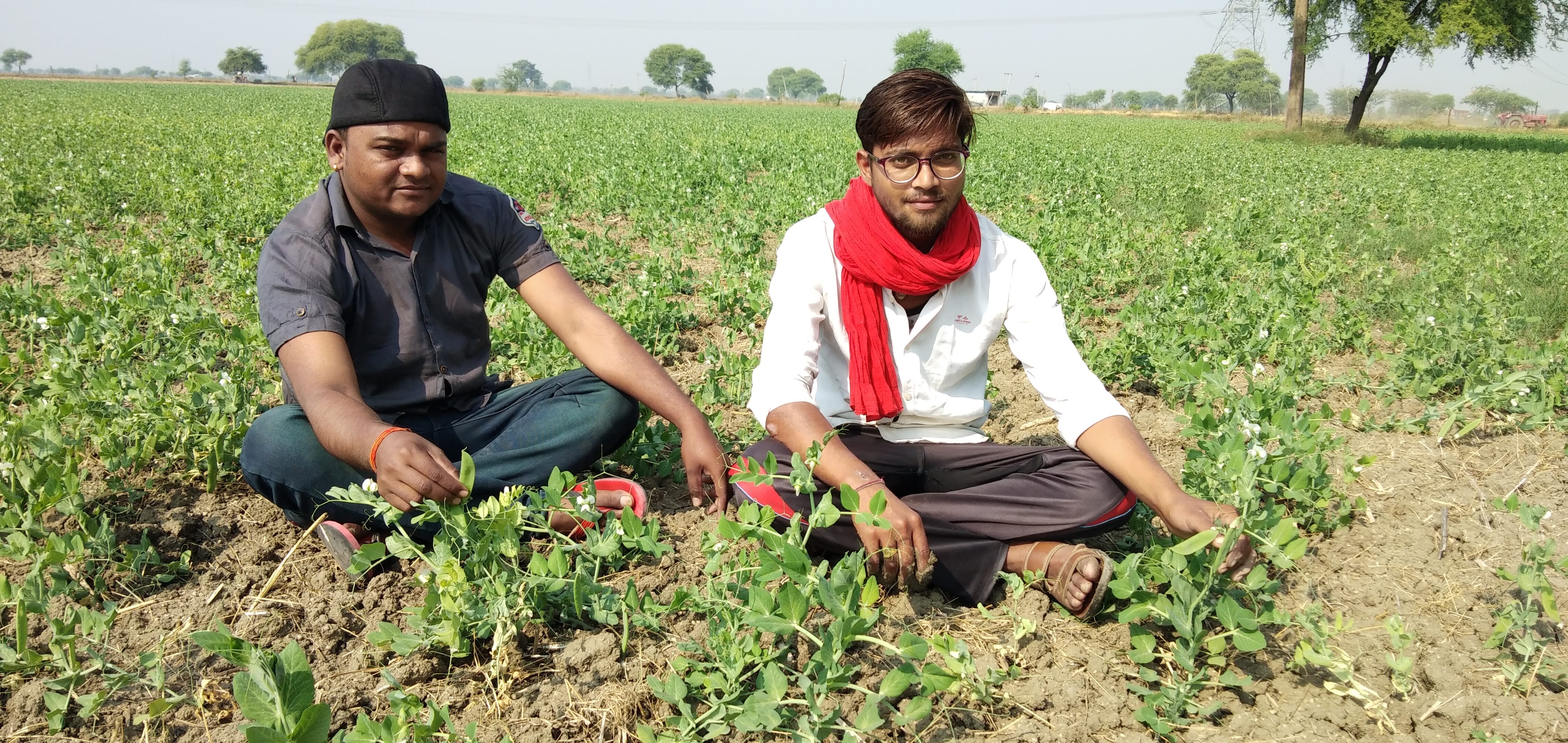 मटर की फसल दिखाते किसान मटर की फसल दिखाते किसान