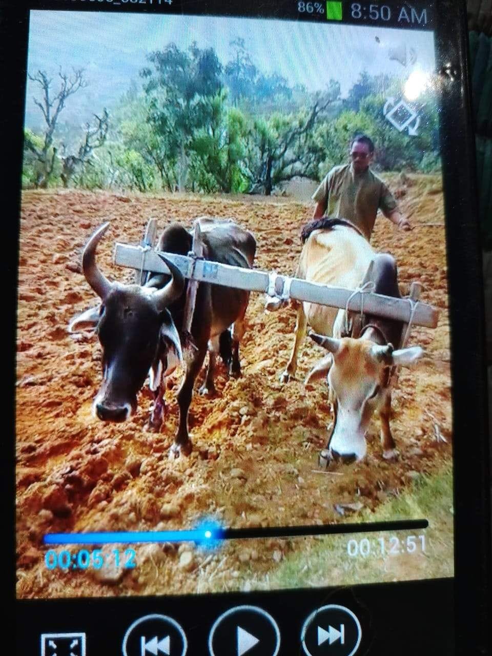 अपने खेतों में हल जोतते प्रधानाचार्य त्रिलोक राम। अपने खेतों में हल जोतते प्रधानाचार्य त्रिलोक राम।