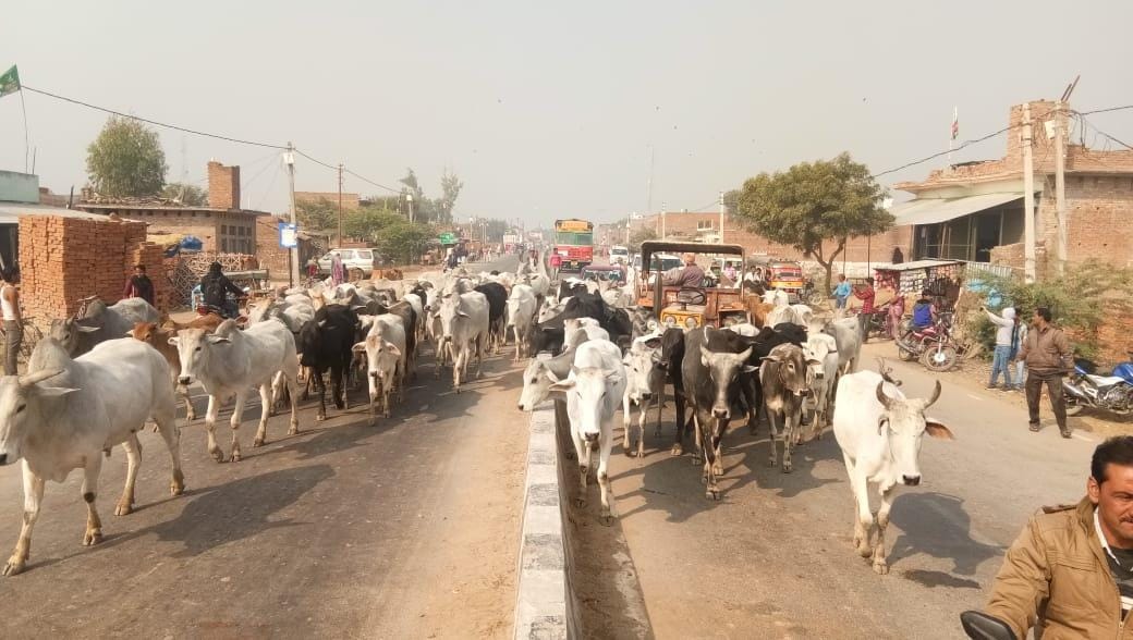 कदौरा हाईवे पर घूमते अन्ना मवेशी
