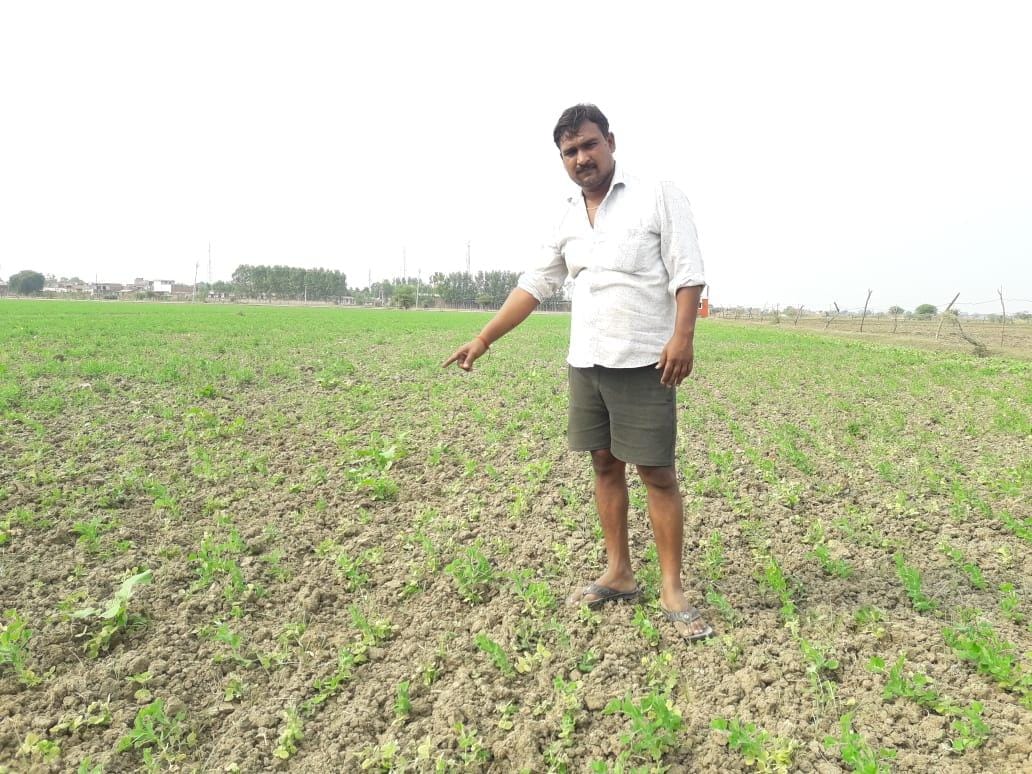 मवेशियों द्वारा बर्बाद की गई फसल दिखाता  किसान