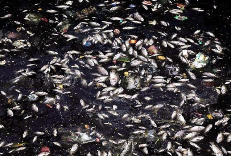 Trending news: Arunachal Pradesh: Water turns black in Kameng river, thousands of fish have died, is China doing any conspiracy? - Hindustan News Hub