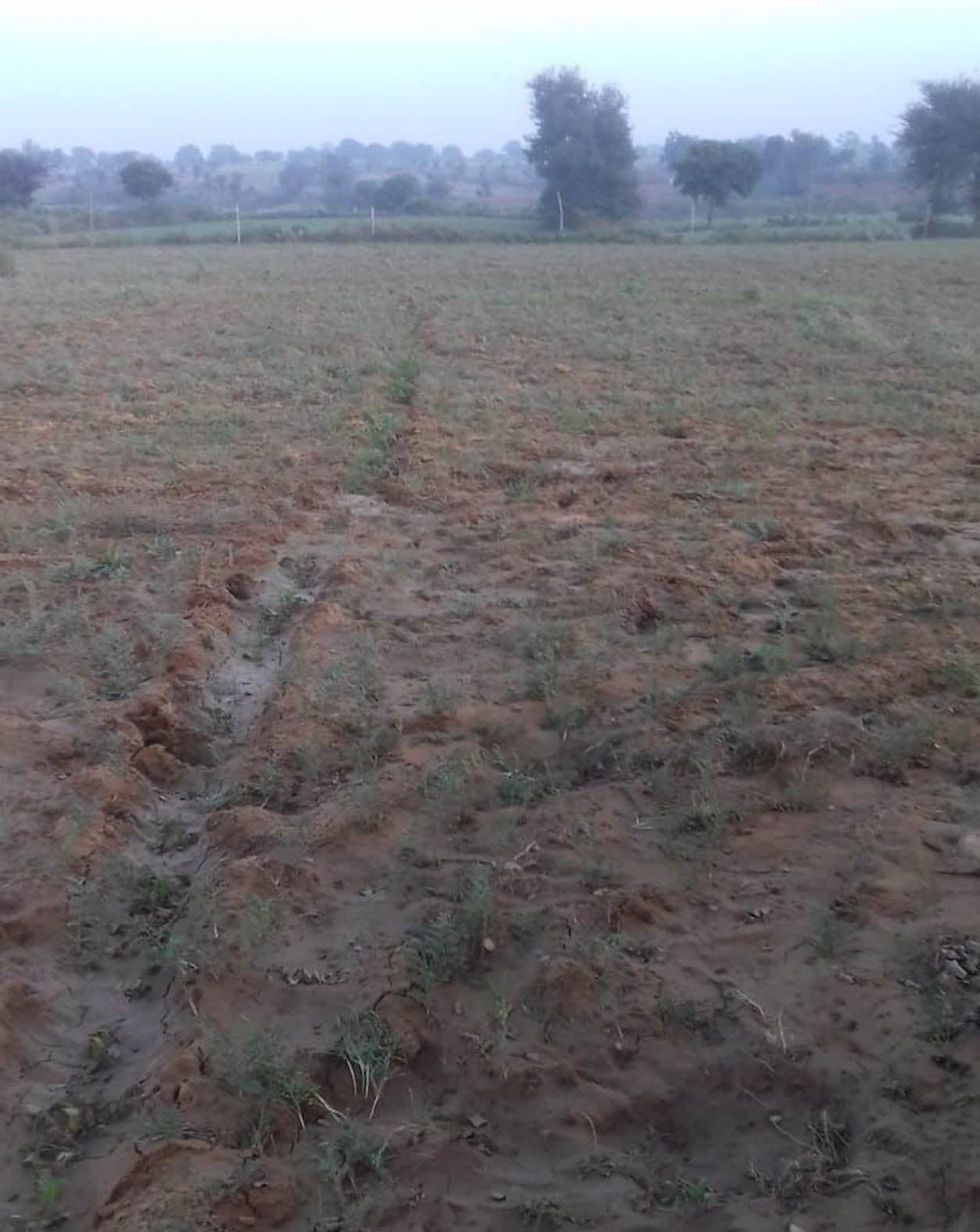 Anna cattle run away from cow shed 115 bigha crop Anna cattle run away from cow shed 115 bigha crop