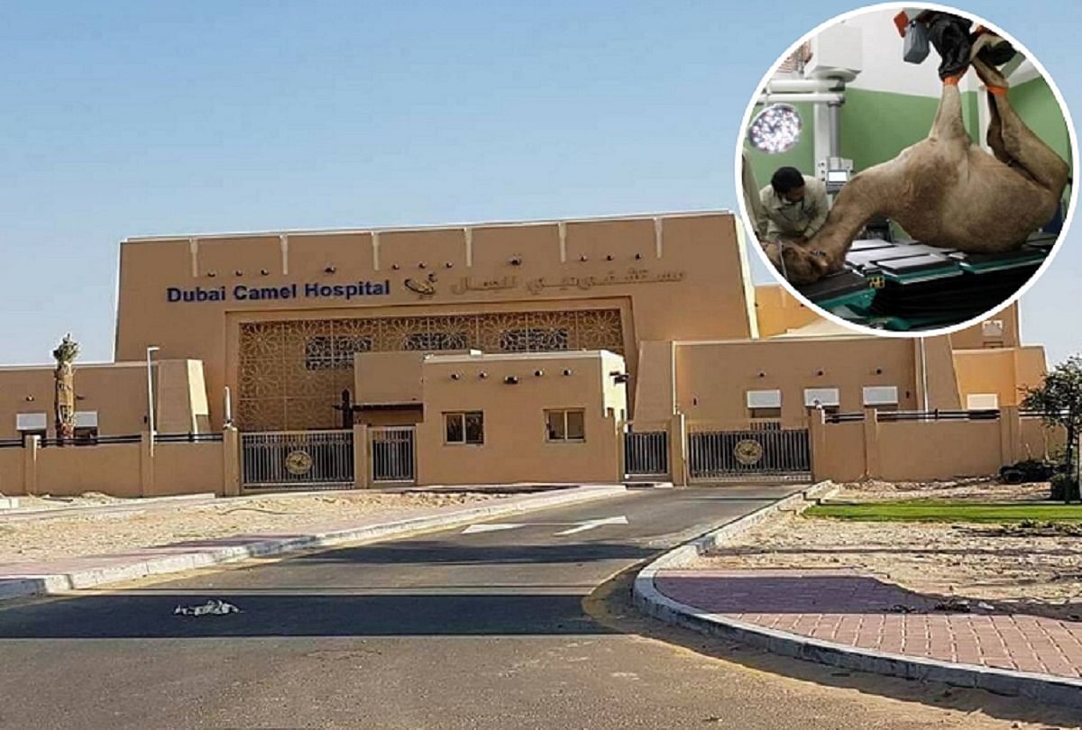 Dubai Camel Hospital Is The Worlds Only Such Hospital Where ...