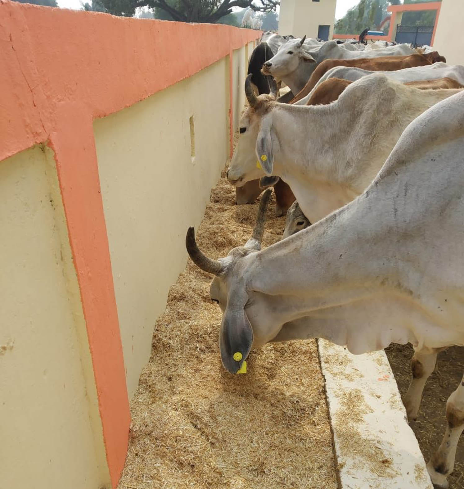बांदा के तिंदवारी में गोशाला की चरही में भरा भूसा खातीं गायें। बांदा के तिंदवारी में गोशाला की चरही में भरा भूसा खातीं गायें।