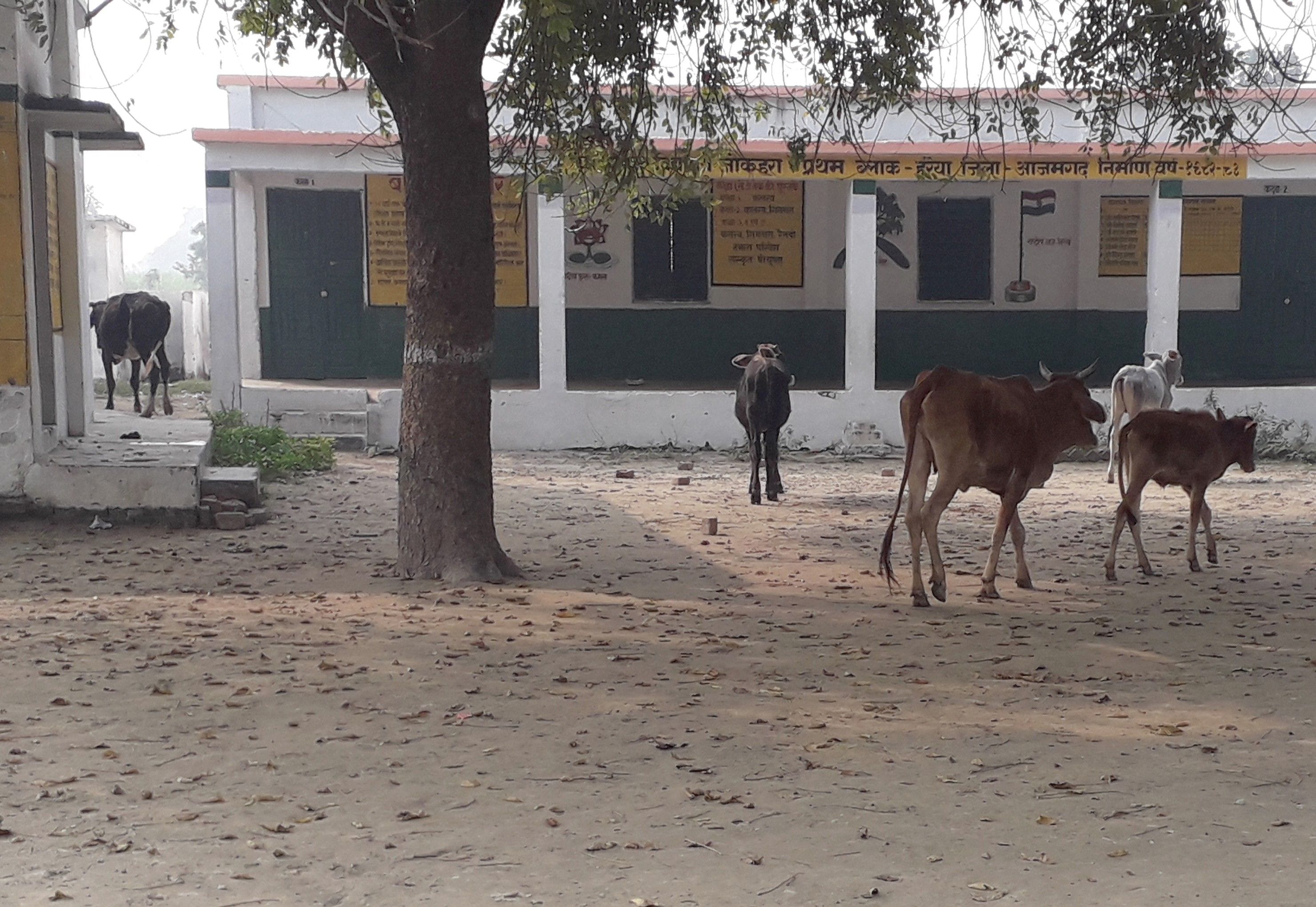 लाट घाट के जोकहरा प्राइमरी स्कूल में ग्रामीणों ने लावरिस पशुओं को बंद किया।