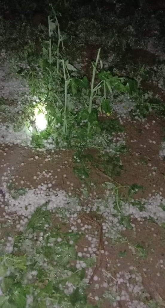 फोटो 28 जूई क्षेत्र के एक गांव में ओलावृष्टि के बाद खेतों में फैले ओले फोटो 28 जूई क्षेत्र के एक गांव में ओलावृष्टि के बाद खेतों में फैले ओले