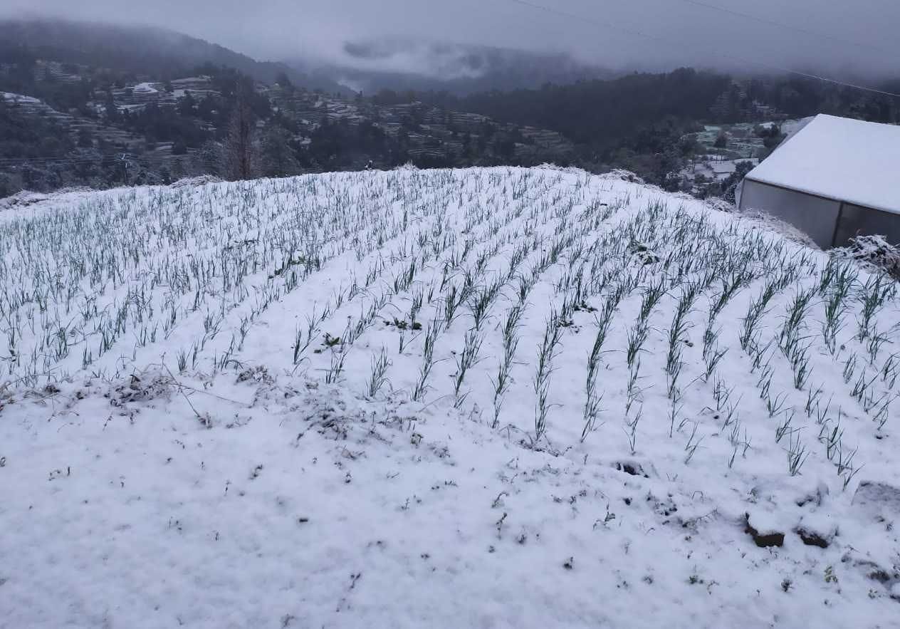 देवीधुरा क्षेत्र में बर्फ की सफेद चादर में लिपटी फसलें।