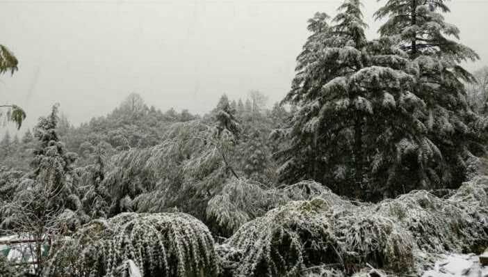 लोहाघाट के मायावती में बर्फ की सफेद चादर में लिपटे देवदार के वृक्ष लोगों को अपनी ओर आकर्षित करते ?