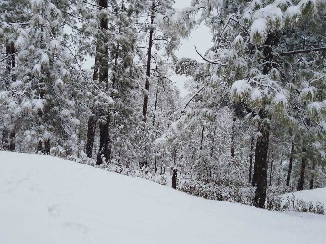  उत्तराखंड के चंपावत जिले के खेतीखान के कडवाल गांव में बर्फ से लकदक चीड़ के वृक्ष।