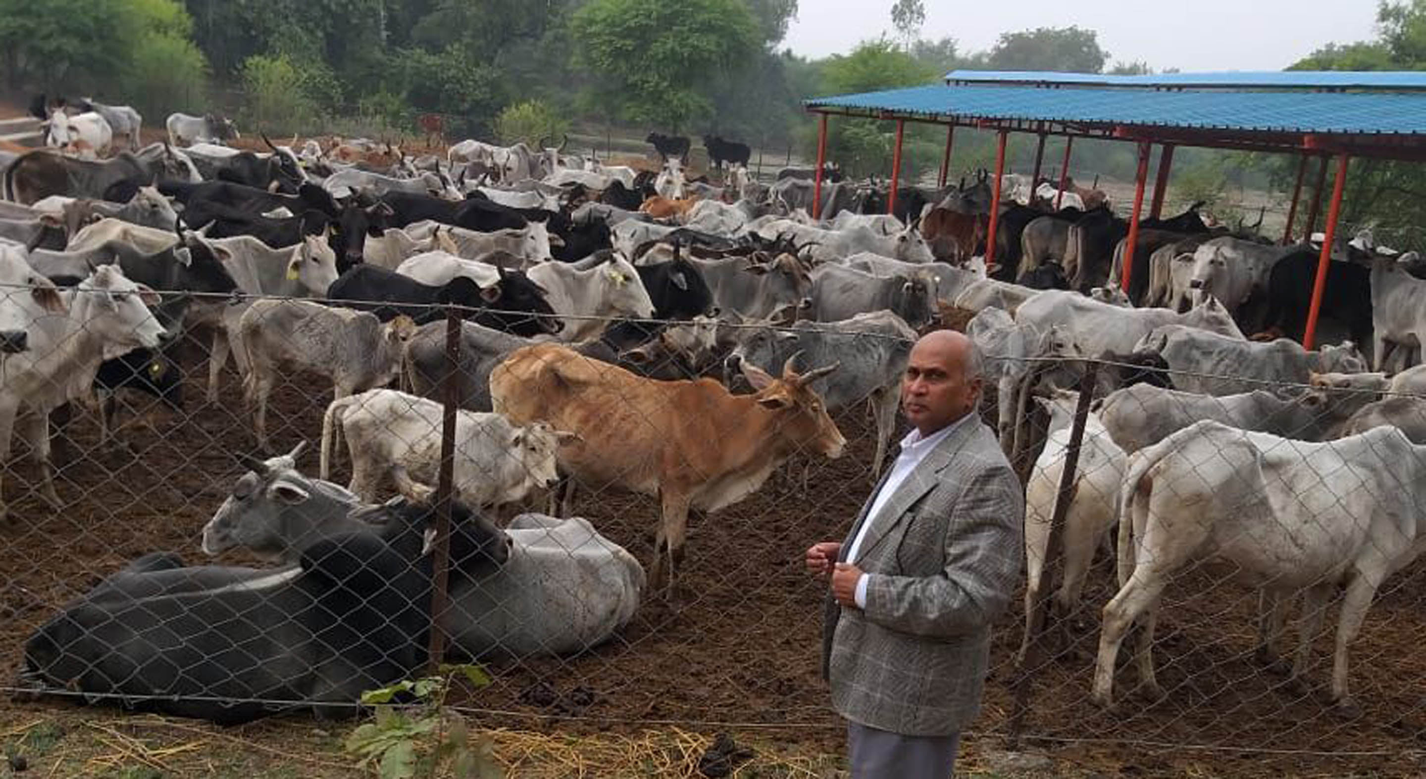 Officers fled to cowsheds after cattle deaths
