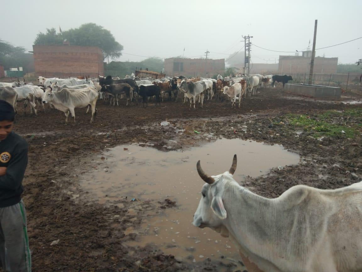 मुहम्मदाबाद गोशाला में बारिश व मोहल्ले का भरा हुआ पानी
