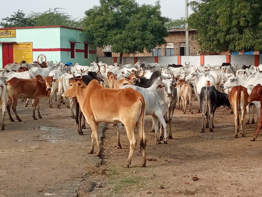 टा में प्राथमिक स्कूल में बंद किए गए अन्ना मवेशी