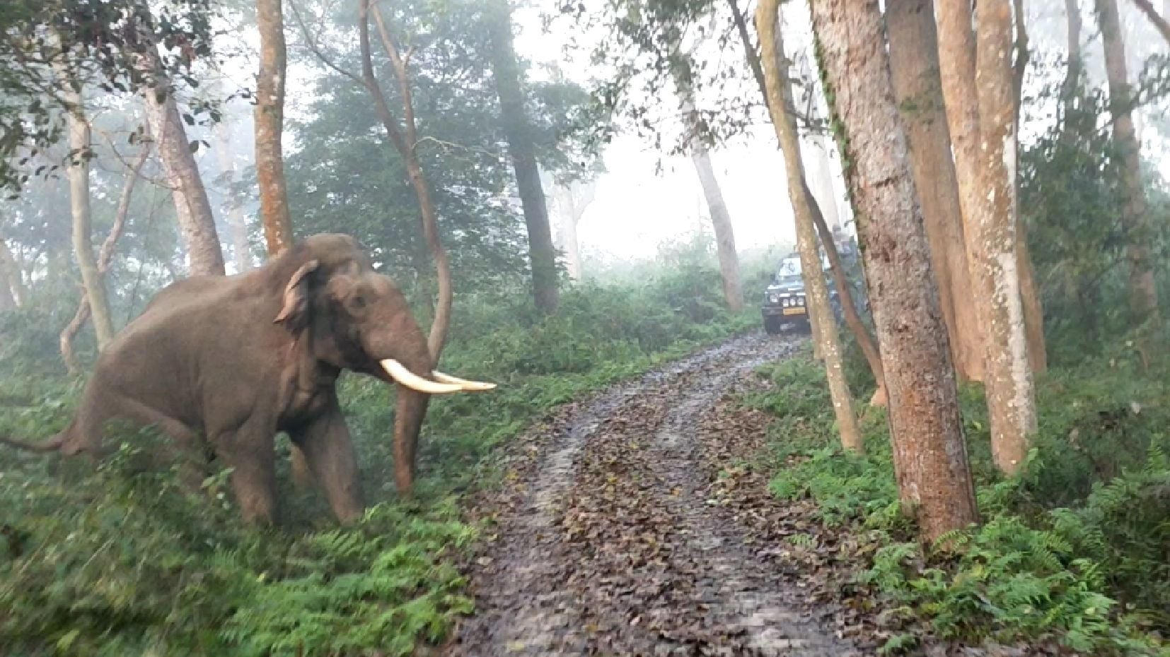 बहराइच के कतर्नियाघाट में बंधे के पास पर्यटकों के दल पर हमला करते नेपाली हाथी।