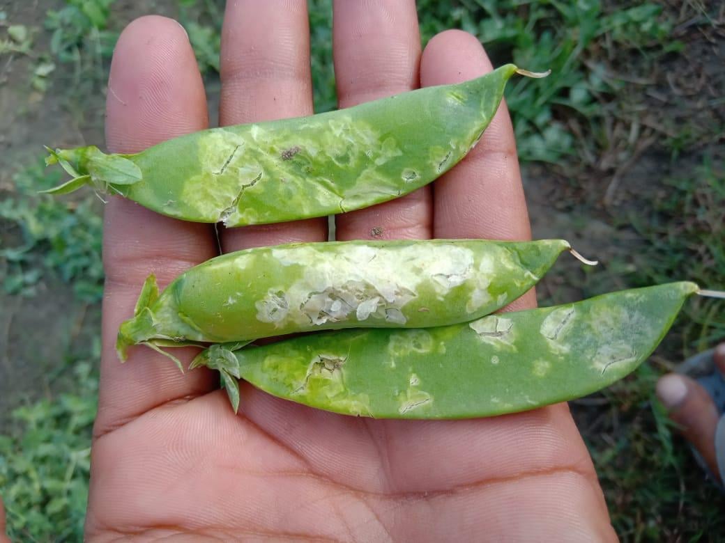 ओलो से डकोर क्षेत्र में क्षतिग्रस्त हुई मटर की फली