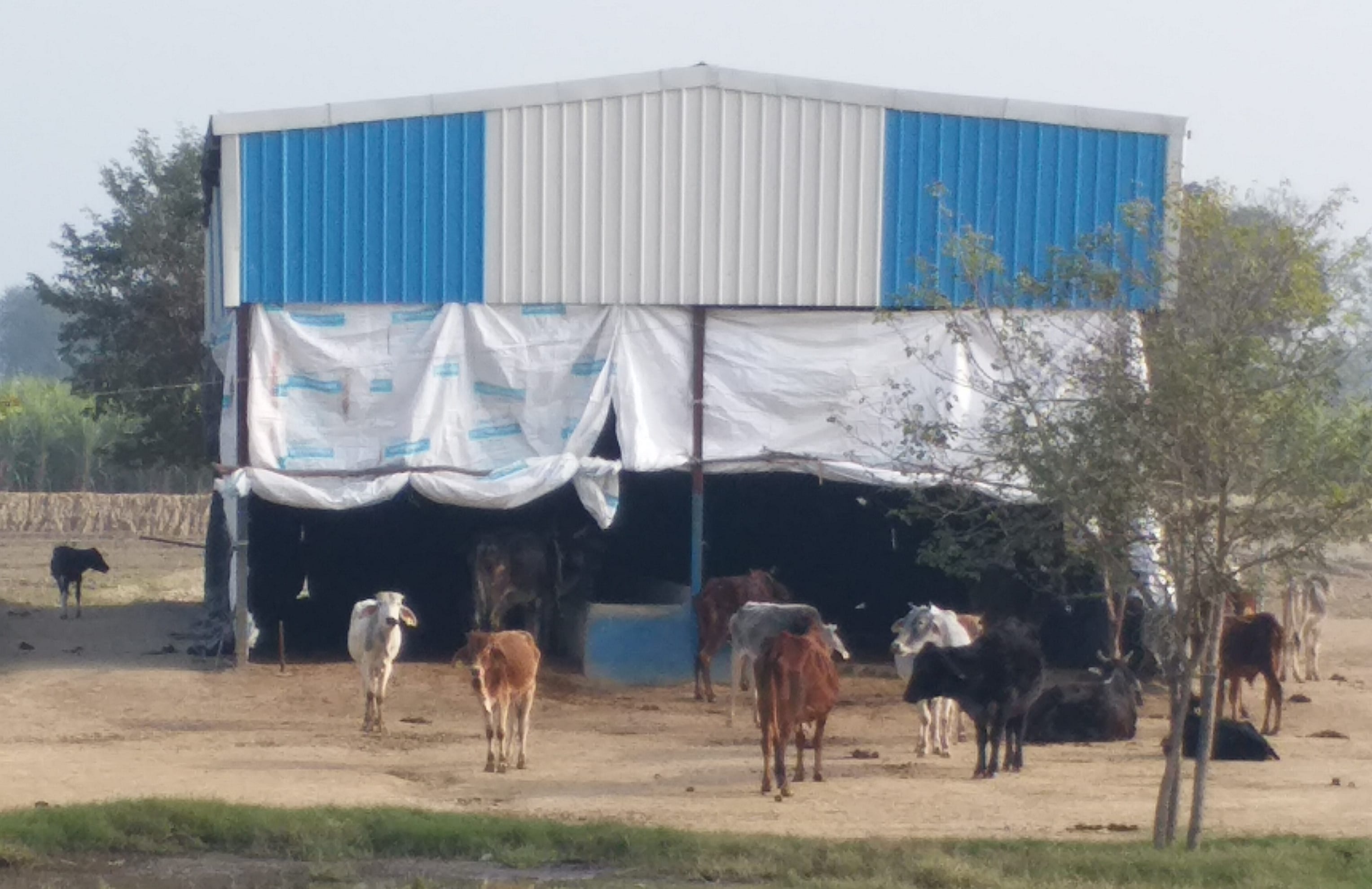 झिंझाना के गांव बीबीपुर मे गौशाला मे गौवँश।