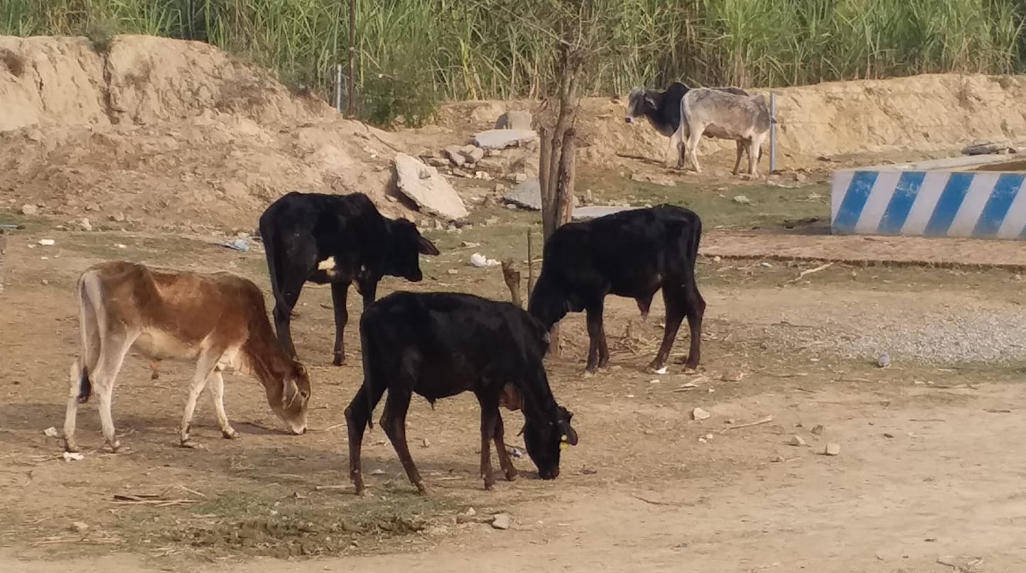 झिंझाना के गांव बीबीपुर मे गौशाला मे गौवँश।