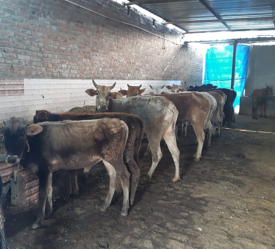 कांधला गौशाला में बंधे गौवंश कांधला गौशाला में बंधे गौवंश