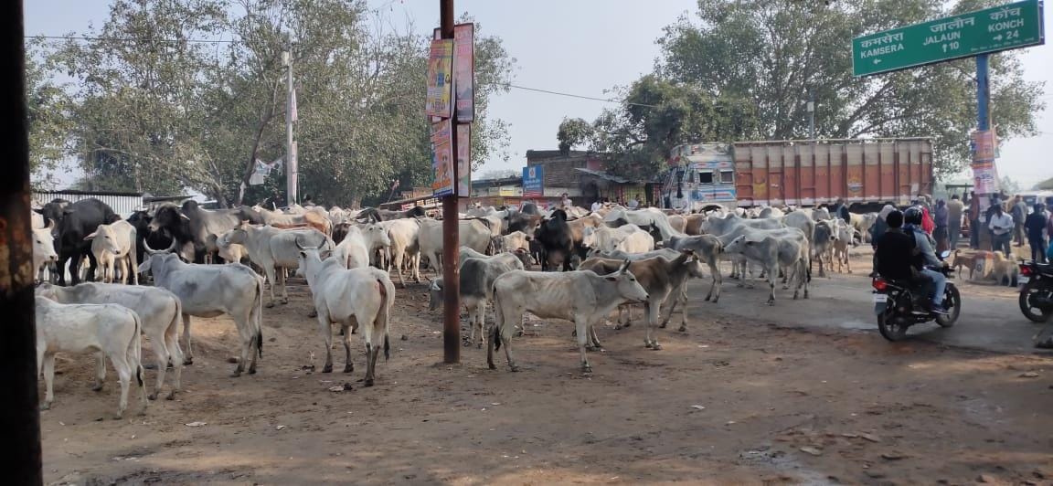 माधौगढ़ में सड़क पर खड़े अन्ना मवेशी माधौगढ़ में सड़क पर खड़े अन्ना मवेशी