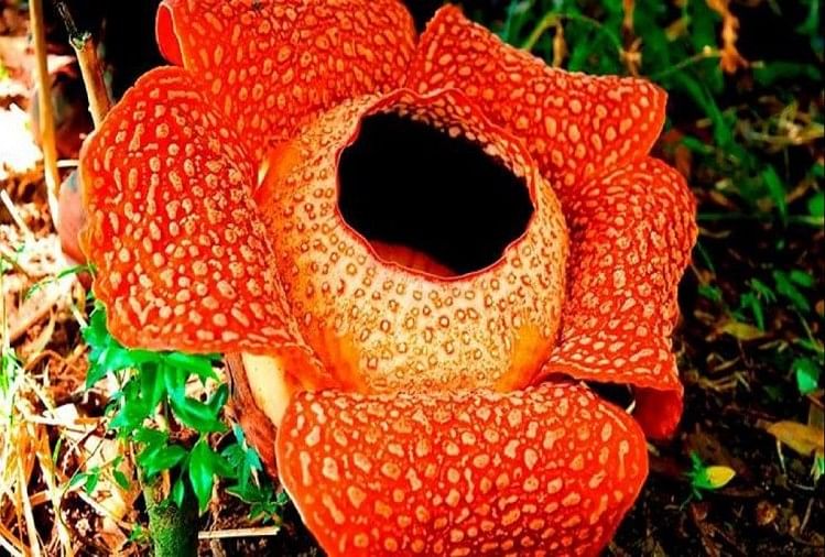 रेफलिसिया फूल