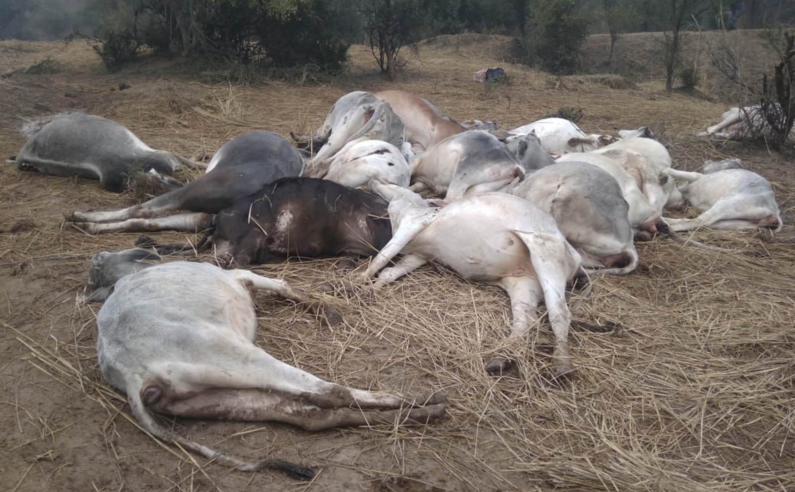 खप्टिहा कलां पशु केंद्र में मृत पड़ी गायें।
