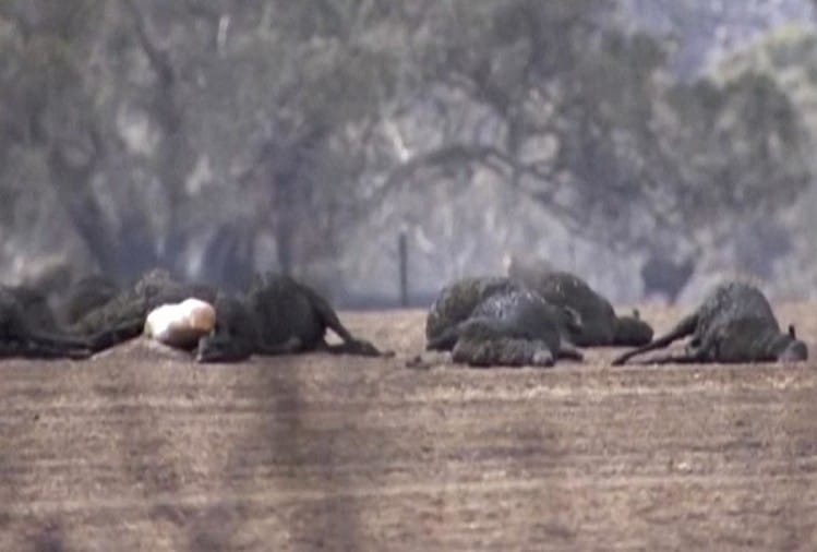 करोड़ों बेजुबान अपनी जान बचाने में नाकामयाब रहे