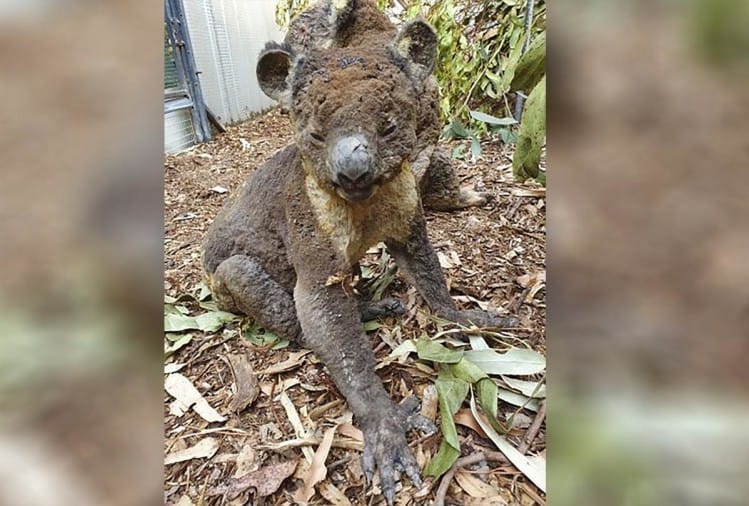 जंगल की आग में झुलझा कोआला