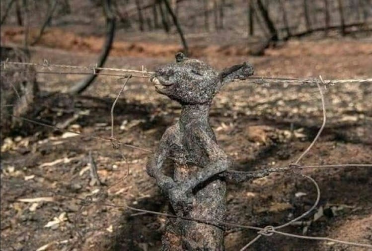 कंटीली तारों में फंसकर झुलसा कंगारू