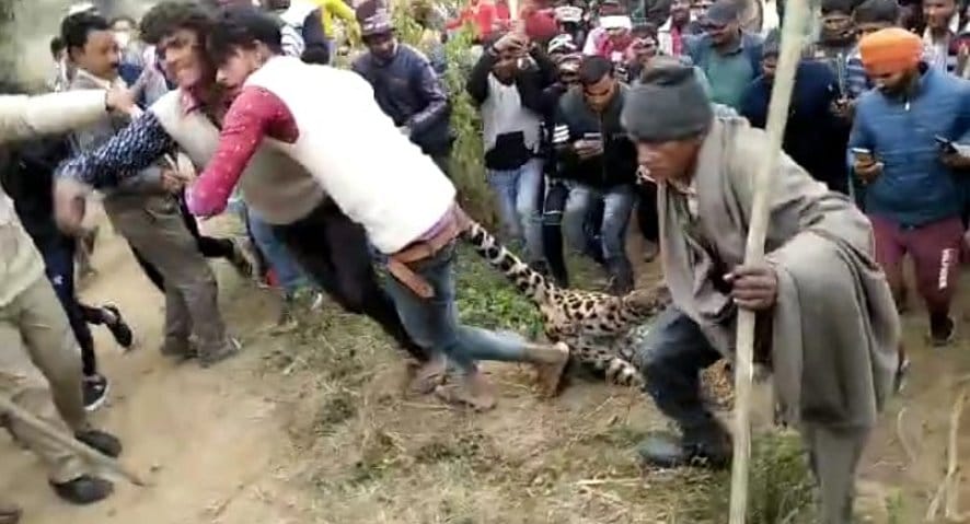 नजीबाबाद के भोगपुर में आदमखोर मृत गुलदार को खेत से बाहर लाते ग्रामीण। नजीबाबाद के भोगपुर में आदमखोर मृत गुलदार को खेत से बाहर लाते ग्रामीण।