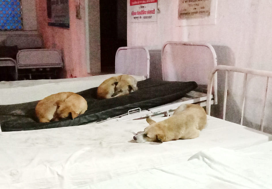 इमरजेंसी के बाहर बने रैन बसेरे में बिस्तरों पर आराम फरमाते कुत्ते।