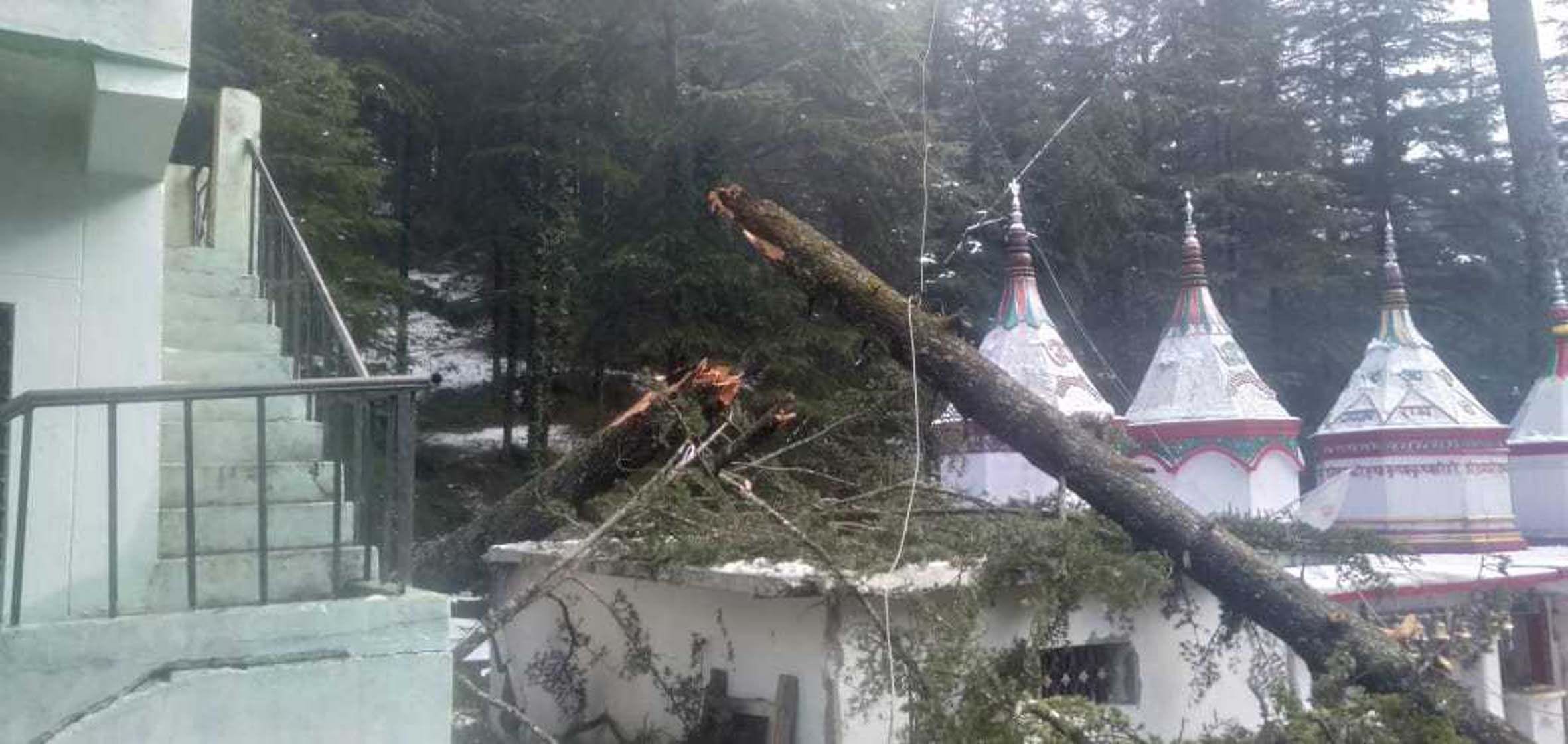 लोहाघाट में बिजली के तार के ऊपर गिरा पेड़। लोहाघाट में बिजली के तार के ऊपर गिरा पेड़।